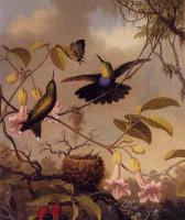 Heade, Martin Johnson - Fort-Tailed Woodnymph